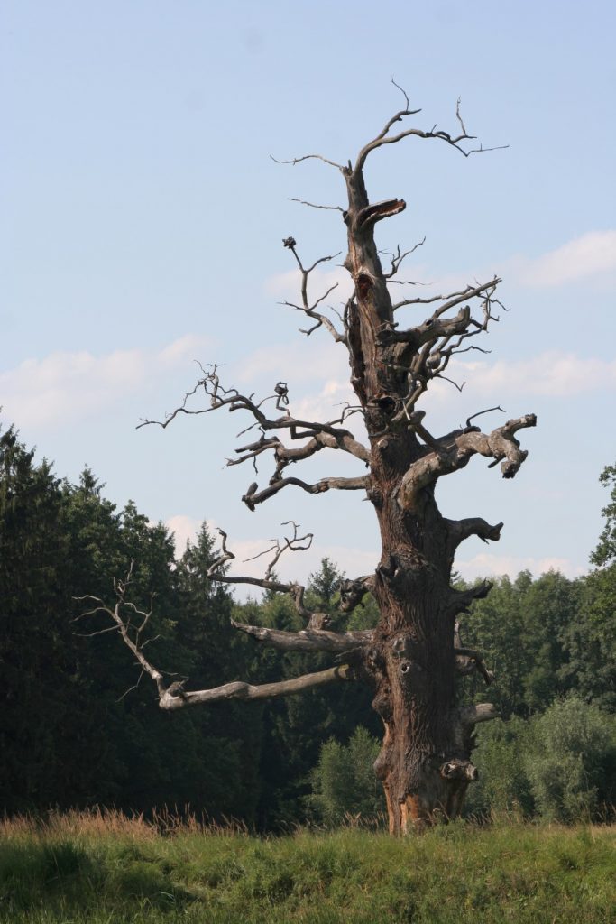 Žehuňská obora