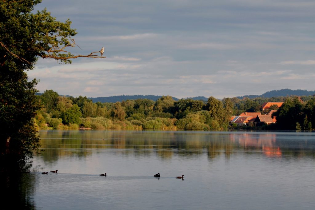 Dolejší rybník Tchořovice