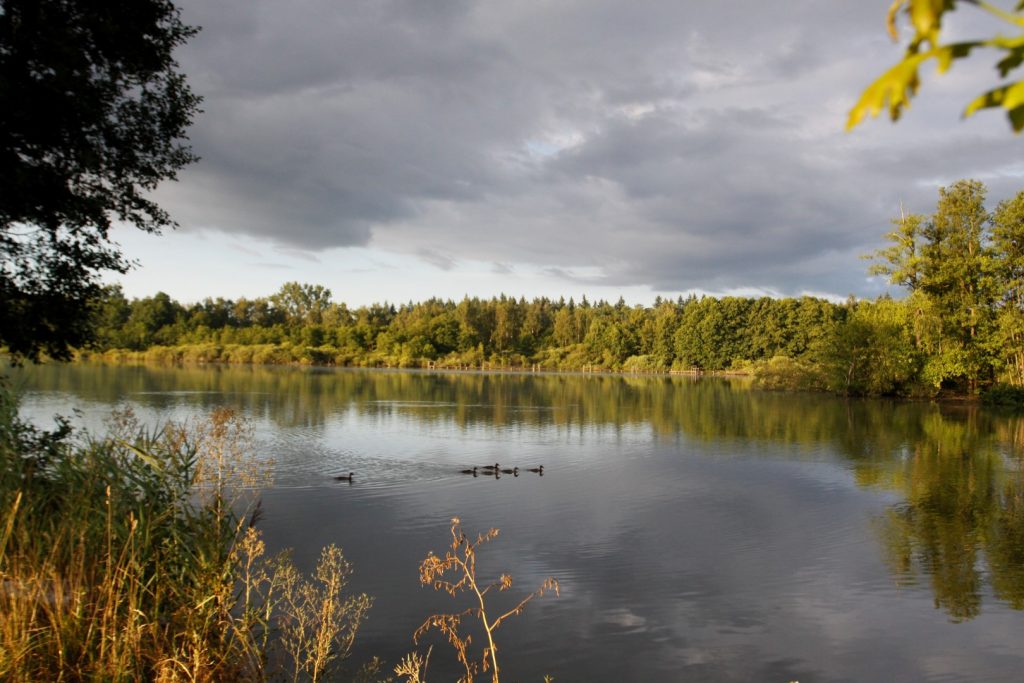 Dolejší rybník Tchořovice