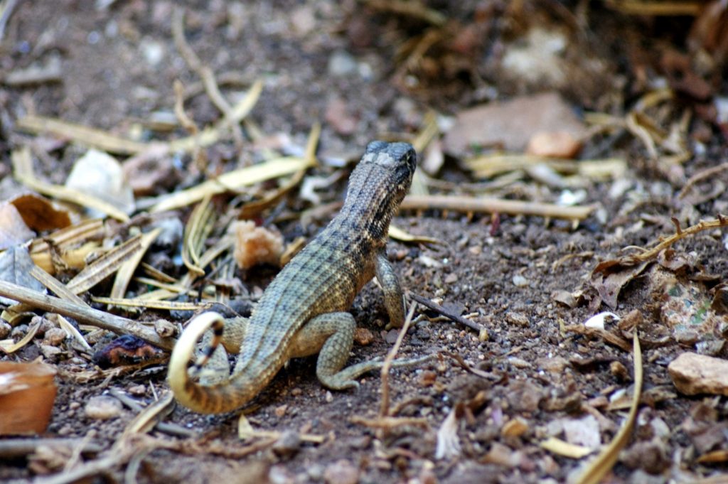 Leiocephalus inaguae, angl. Curly-tailed Lizard.