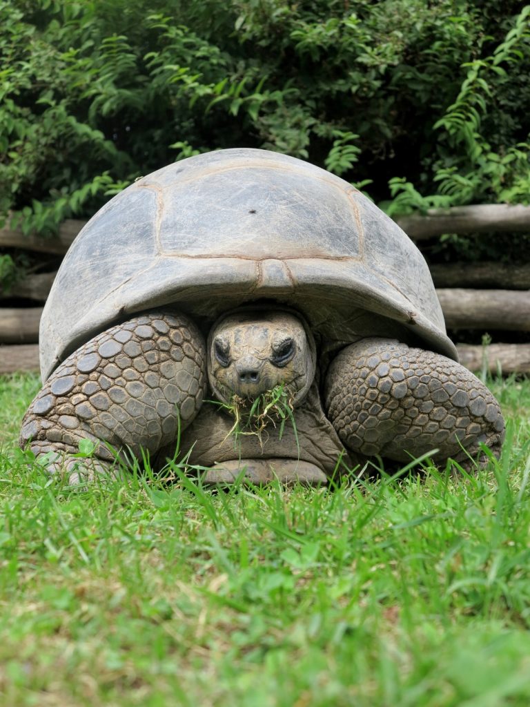 ZOO Dvůr Králové