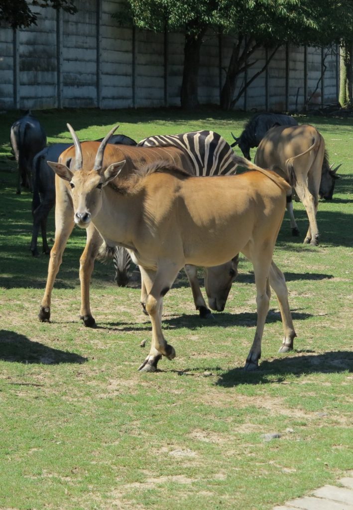 Safari Dvůr Králové