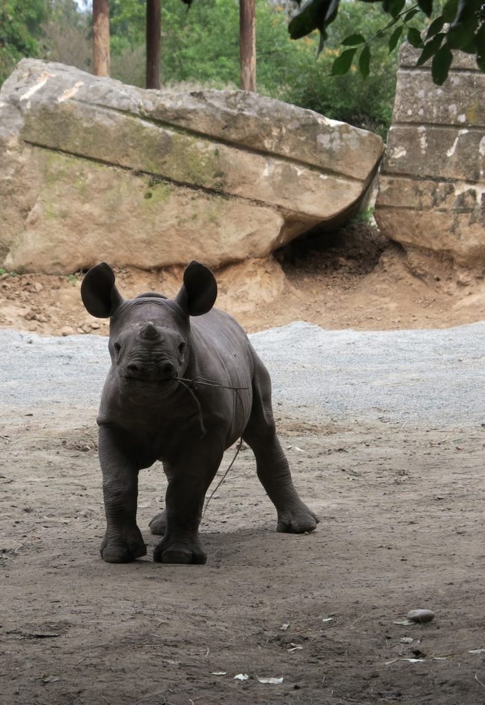 ZOO Dvůr Králové