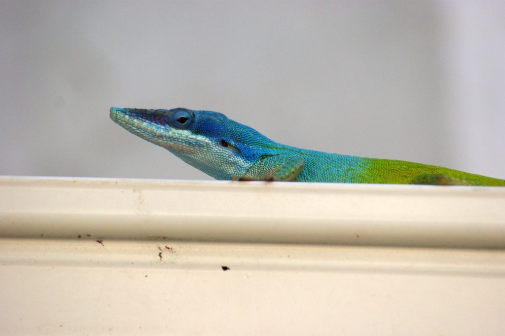 Anolis allisoni (Anolis modr+