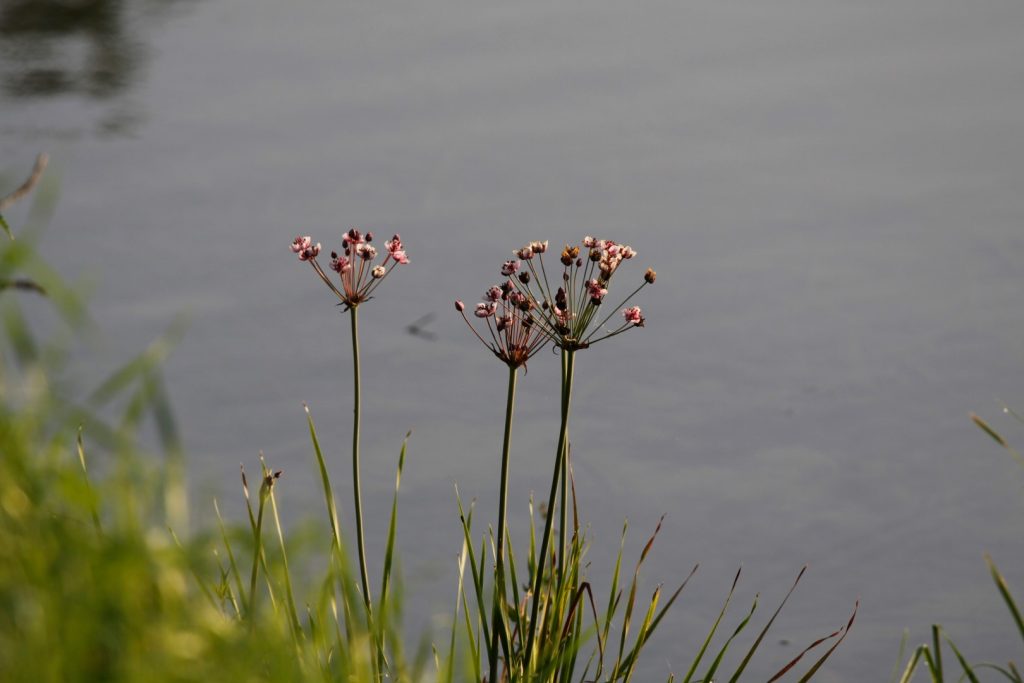 Moravičanské jezero