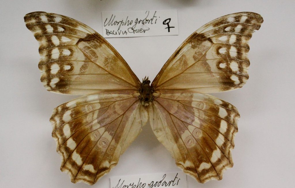  Butterfly Arthropoda - muzeum motýlů Bochnia