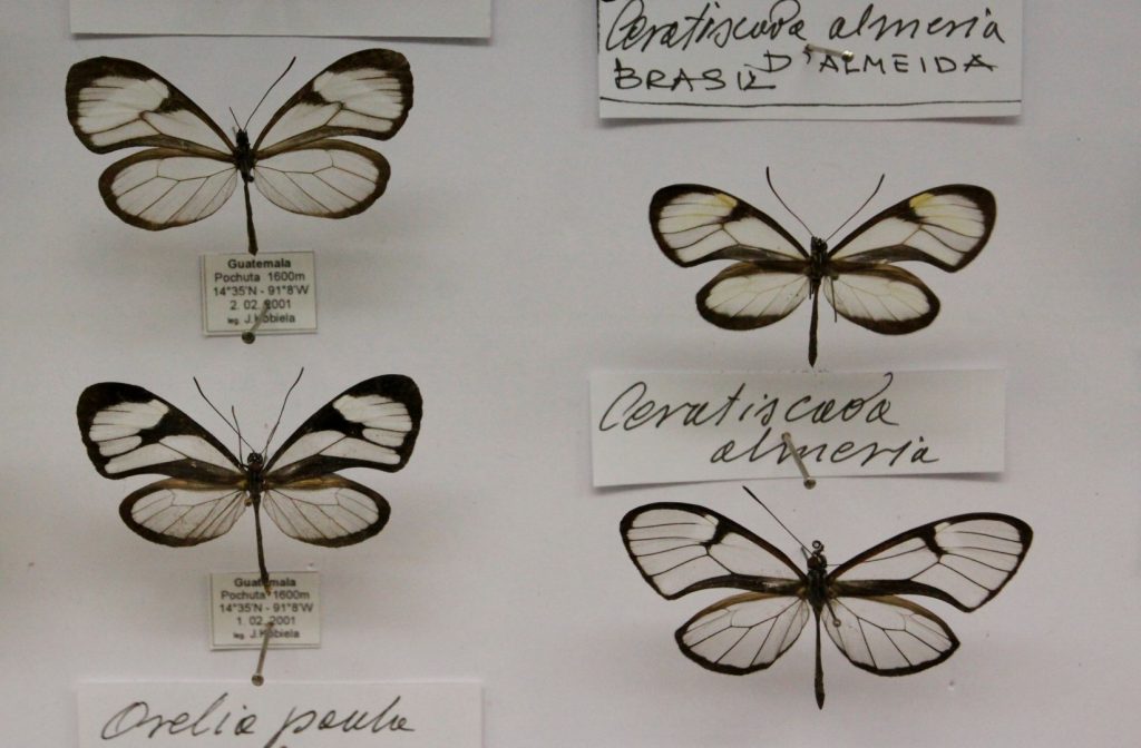  Butterfly Arthropoda - muzeum motýlů Bochnia