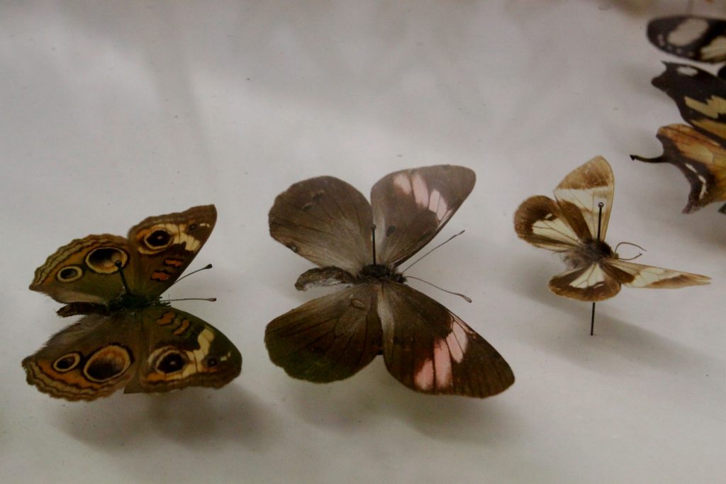  Butterfly Arthropoda - muzeum motýlů Bochnia