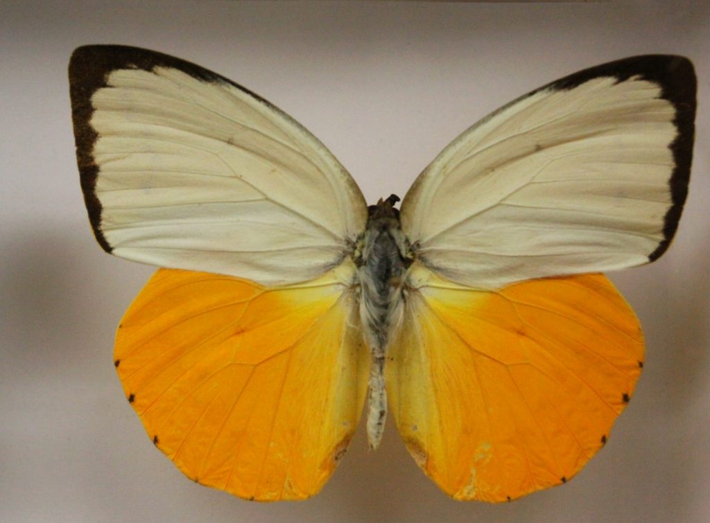  Butterfly Arthropoda - muzeum motýlů Bochnia