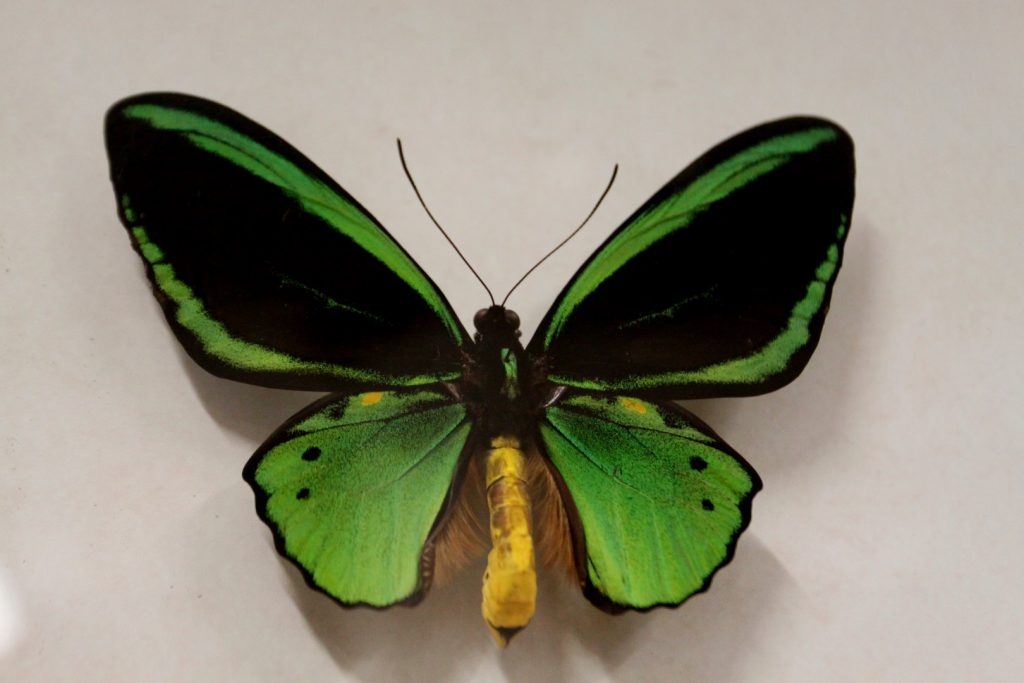  Butterfly Arthropoda - muzeum motýlů Bochnia