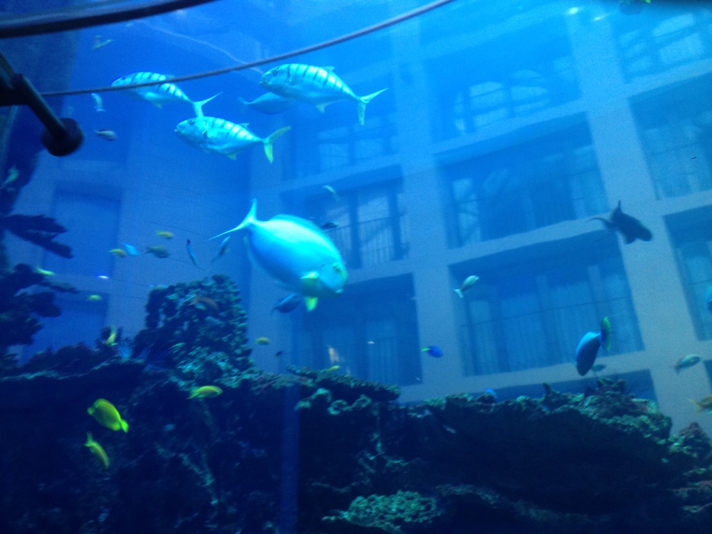 Sea Life - AquaDom