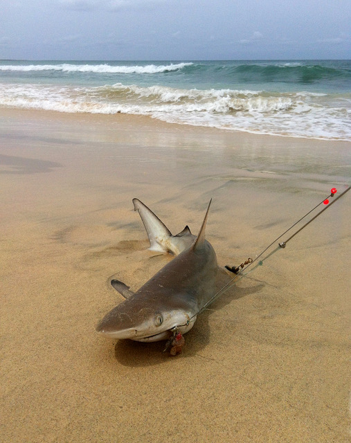 Catch and release