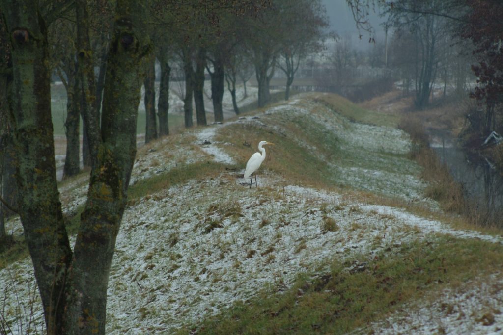 Ptačí ráj na Dunaji, Foto Michael Körner