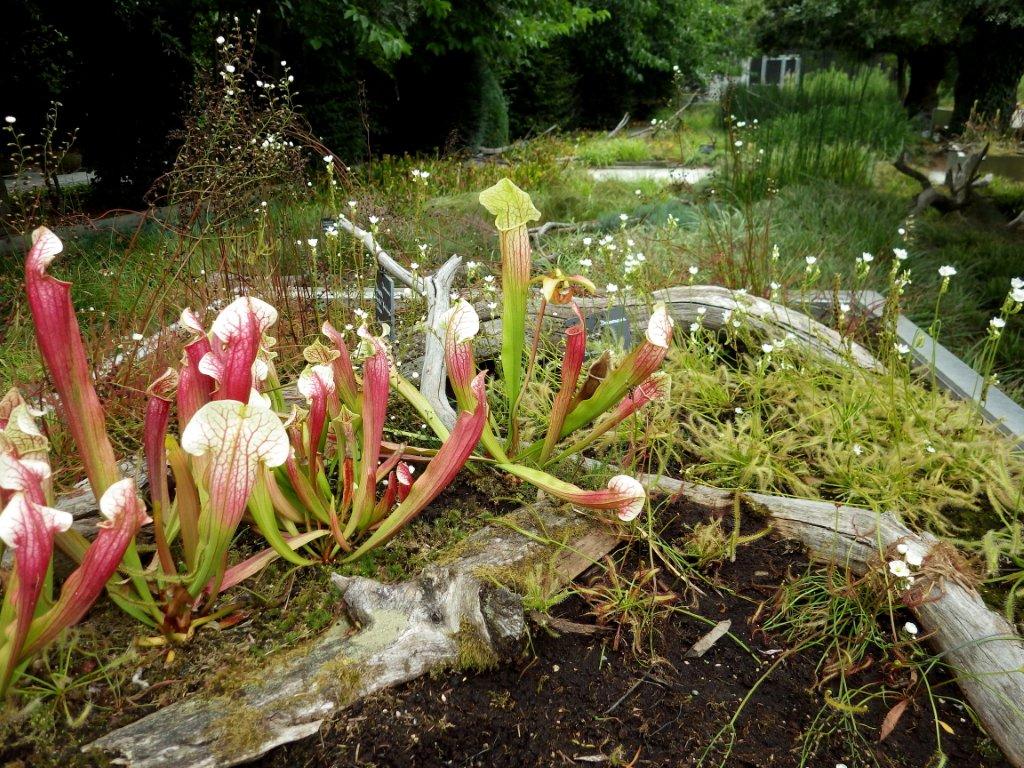 Terra Botanica