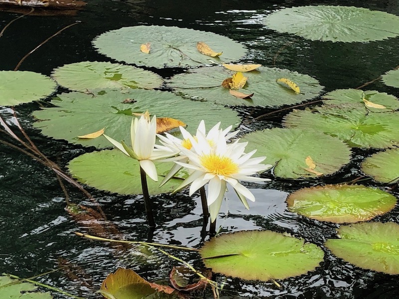 Rio Dulce